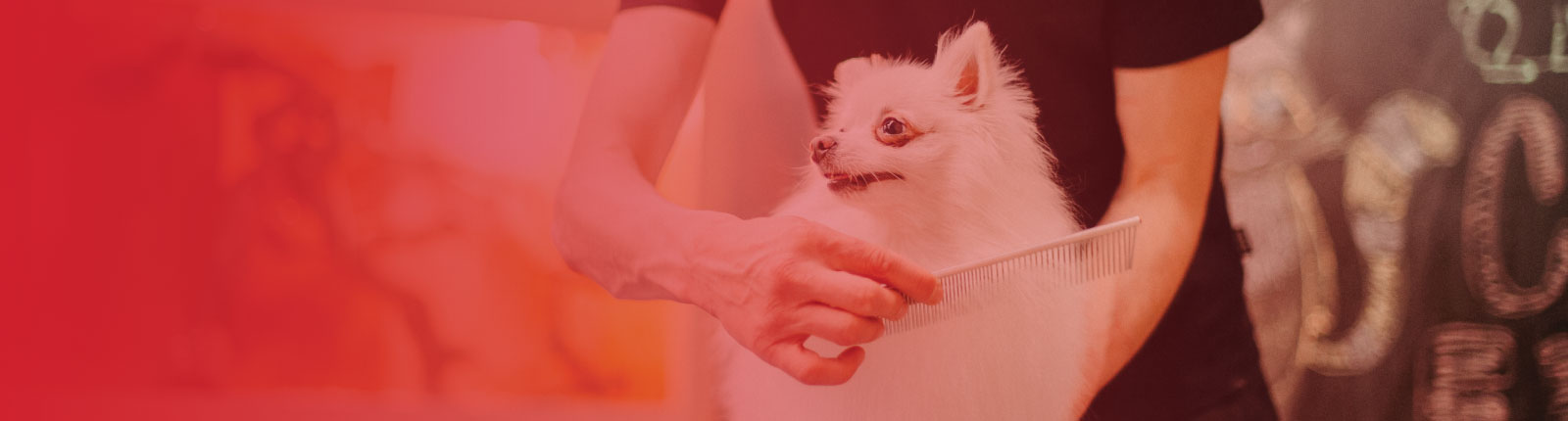 white dog getting brushed from groomer